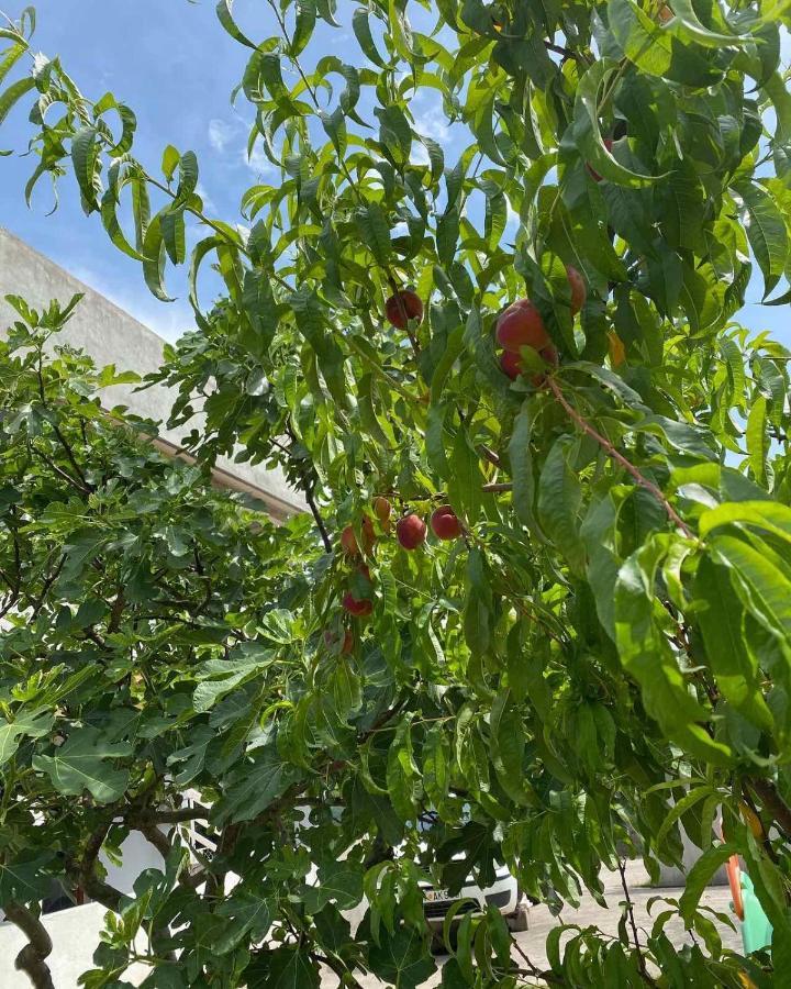 Apartmani Zelenika Χέρτσεγκ Νόβι Εξωτερικό φωτογραφία