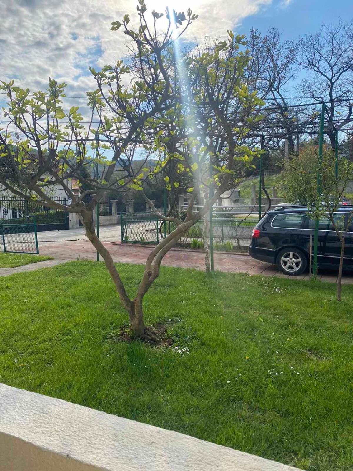 Apartmani Zelenika Χέρτσεγκ Νόβι Δωμάτιο φωτογραφία